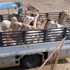 دنا لنقل الابل وغيرها