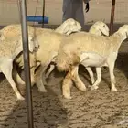 رخال حريات حرش مضاريع صنف عددها 40