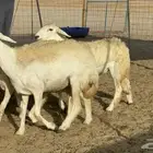 رخال حريات حرش مضاريع