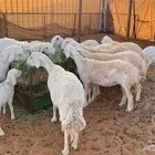 غنم حريات حرش اشباب