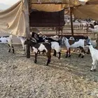 اعرض لكم تيوس شحم