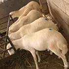 ذبايح