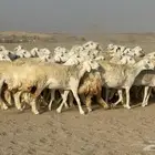 رخال حريات حرش دفيع نودار عددها 80 مولدها 1 والفحل