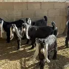 تيوس ذبايح عوارض بالارطاوية للبيع العمر ثلاث شهور