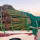 نخل مثمر للبيع متوأجد في الشرقيه الدمام النعيريه صلاصل بقيق