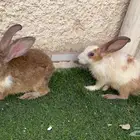 أرانب بريه ذكر و أنثى للبيع
