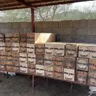 خلايا نحل محايلي 6 ملي فاضي