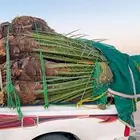 نخل مثمر للبيع في النعيرية