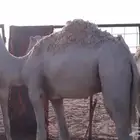 خمس قعدان مفاريد