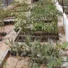 شتلات متنوعة بأسعار منافسة