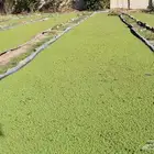 ازولا بافضل العروض والحق