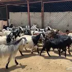 معزاء للبيع