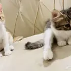 للتبني