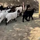 بهم طيب للبيع
