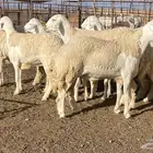 رخال حريات صنف الصنف درجه اولى