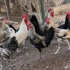 ديوك بلدي