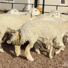 رخال حريات صنف منوة القاني