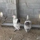 براهما عمر من 6 شهور الى 8 تقريبا