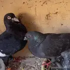 حمام شامي سوري