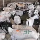 بربري تيوس وطليان للكميات الكبيره ب 460
