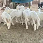 طليان للبيع