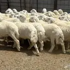 طليان حري