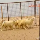رخال مقاني من مراح الشامخات