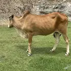 بقره بلدي