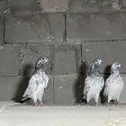 حمام باكستاني بتيرا تم البيع