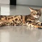 قط بنقال انثى طالبة تزاوج