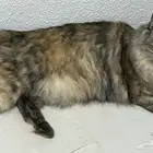 قطط ل التبني