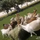 ماعز قزم أمريكي
