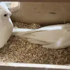 جوز كروان البينو منتج