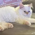 قط شيرازي عمره 4 شهور للبيع مع كامل اغراضه