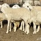 رخال صنف الصنف