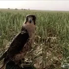 مطلوب طير