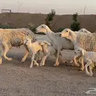 حريات ولد صنف منوة ألقاني (تم البيع)