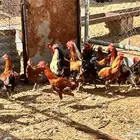 ديوك بلدي و فيومي للبيع