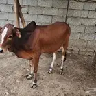 حسيل بلدي العمر تسعه شهور تقريبا