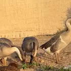 وز عراقي خالي من الأمراض. (توصيل مجاني داخل البكيريه)