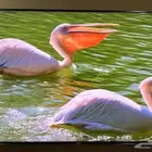 شاشه سوني 55 سمارت 4k اندرويد kd 55x7500h