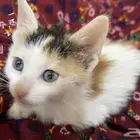 قطه صغيره للتبني