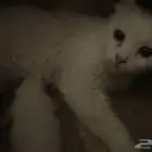 قطه لتبني مع أطفالها ثنين