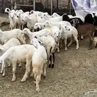 طليان للبيع
