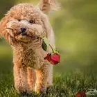 جراوي توي بودل تسليم فوري بيور اهالي مستوردين مع الجواز