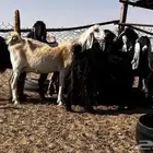 معز طيبة مضاريع وحليب