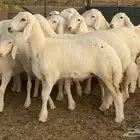 رخال مقاني صنف الصنف