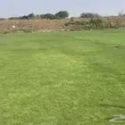 نجيل طبيعي