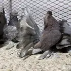 مجموعة رقاص امريكي