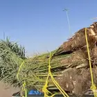 نخل خلاص بحائل